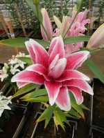 [4271 Thalita No02.JPG]